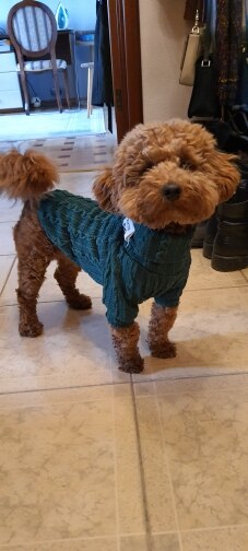 Winter Warm Knitted Turtleneck Sweater for Small Dogs or Cats by Furr Baby Gifts